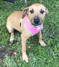 Mutt Dogs for adoption in Fort Pierce, FL, USA