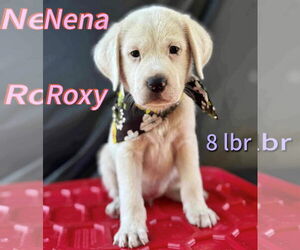 Labrador Retriever-Unknown Mix Dogs for adoption in Jefferson, NJ, USA