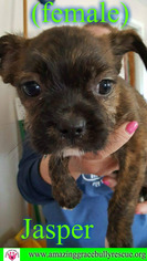 Cairoston Dogs for adoption in Pensacola, FL, USA