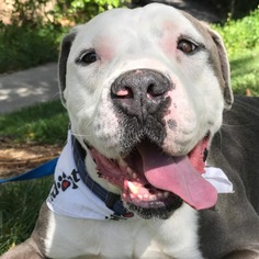 Bullypit Dogs for adoption in Orange, CA, USA