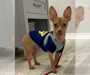 Chihuahua Dogs for adoption in Boonton, NJ, USA
