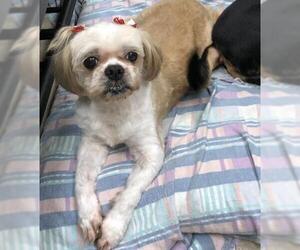 Lhasa Apso Dogs for adoption in Acworth, GA, USA