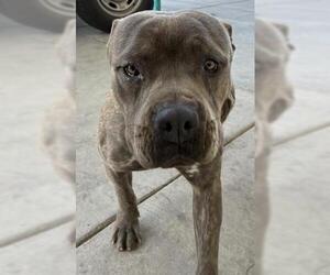 Mutt Dogs for adoption in Bakersfield, CA, USA