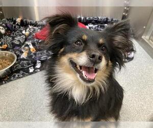 Papillon-Unknown Mix Dogs for adoption in Orange, CA, USA