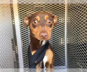 Chipin Dogs for adoption in Modesto, CA, USA