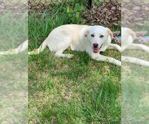 Lab-Pointer Dogs for adoption in Temple, GA, USA