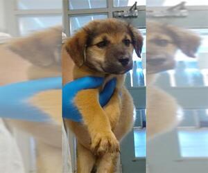 German Shepherd Dog Dogs for adoption in Oklahoma City, OK, USA