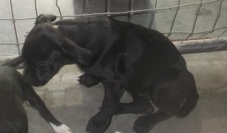 Puggle Dogs for adoption in Bonifay, MO, USA