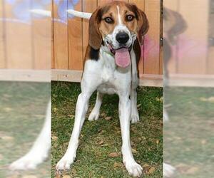 English Foxhound Dogs for adoption in Ogden, UT, USA