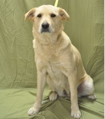 Labrador Retriever Dogs for adoption in Forrest City, AR, USA