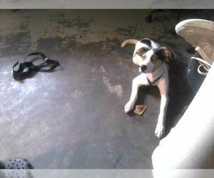 Australian Shepherd-Unknown Mix Dogs for adoption in Tallahassee, FL, USA