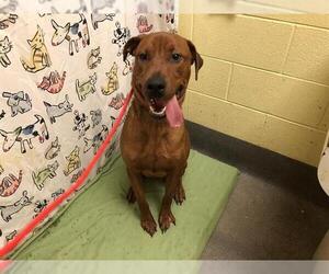 Redbone Coonhound Dogs for adoption in Forestville, MD, USA