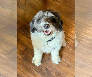 Cocker Spaniel-Unknown Mix Dogs for adoption in Omaha, NE, USA