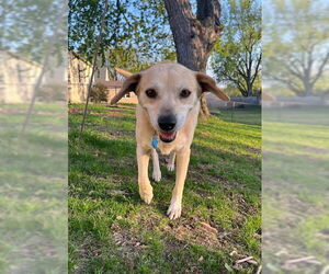 Labbe Dogs for adoption in Minneapolis, MN, USA