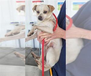 Chihuahua Dogs for adoption in Bakersfield, CA, USA