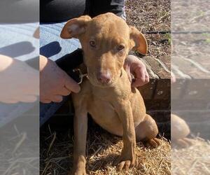 Shepradors Dogs for adoption in Glenwood, GA, USA