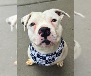 American Pit Bull Terrier Dogs for adoption in Tulsa, OK, USA
