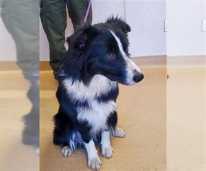 Border Collie Dogs for adoption in Placerville, CA, USA