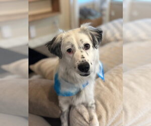 Australian Shepherd-Unknown Mix Dogs for adoption in Sandy, UT, USA