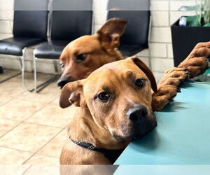 Boxador Dogs for adoption in Dana Point, CA, USA