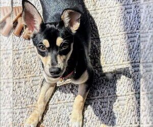 Rat Terrier-Unknown Mix Dogs for adoption in Atlanta, GA, USA
