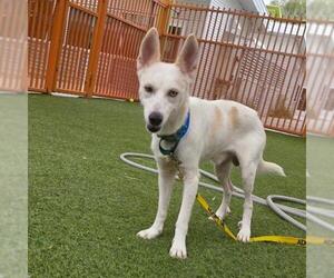 Siberian Husky-Unknown Mix Dogs for adoption in Las Vegas, NV, USA