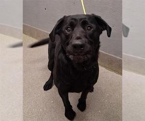 Labrador Retriever-Unknown Mix Dogs for adoption in Las Vegas, NV, USA