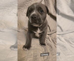 American Pit Bull Terrier-American Staffordshire Terrier Mix Dogs for adoption in Oakhurst, NJ, USA