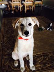 Labrador Retriever-Siberian Husky Mix Dogs for adoption in Jupiter, FL, USA