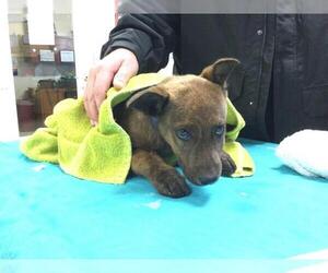 Medium Photo #1 German Shepherd Dog Puppy For Sale in Riverside, CA, USA