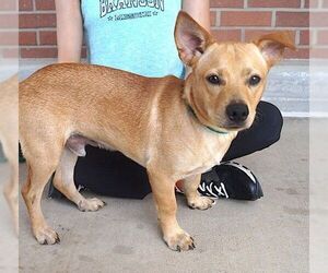 Pembroke Welsh Corgi-Unknown Mix Dogs for adoption in Carrollton, TX, USA