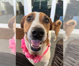 Treeing Walker Coonhound-Unknown Mix Dogs for adoption in Tampa, FL, USA