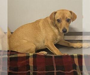 Chihuahua-Unknown Mix Dogs for adoption in Modesto, CA, USA