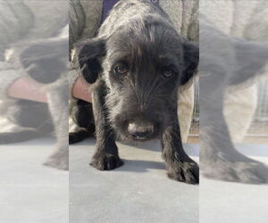 Labradoodle Dogs for adoption in Croydon, NH, USA