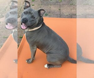 American Pit Bull Terrier-Unknown Mix Dogs for adoption in New York, NY, USA