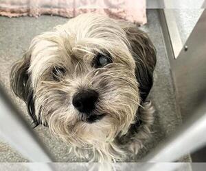 Poodle (Miniature)-Unknown Mix Dogs for adoption in Orange, CA, USA