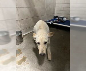 Labrador Retriever Dogs for adoption in Stockton, CA, USA