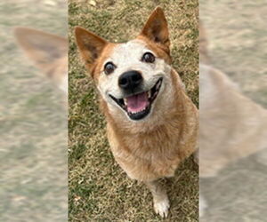 Australian Cattle Dog Dogs for adoption in Ogden, UT, USA