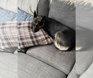 German Shepherd Dog-Unknown Mix Dogs for adoption in Seattle, WA, USA