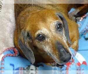 Dachshund Dogs for adoption in Athens, AL, USA
