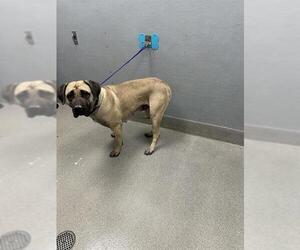 Mastiff-Unknown Mix Dogs for adoption in Las Vegas, NV, USA