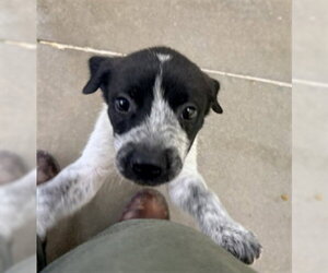Mutt Dogs for adoption in Temple, TX, USA