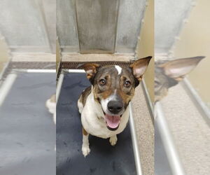 Mutt Dogs for adoption in Great Bend, KS, USA