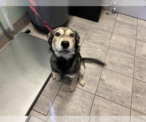 Alaskan Klee Kai-Unknown Mix Dogs for adoption in Grand Prairie, TX, USA