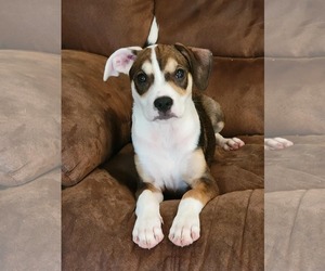 Beagle-Unknown Mix Dogs for adoption in McDonough, GA, USA
