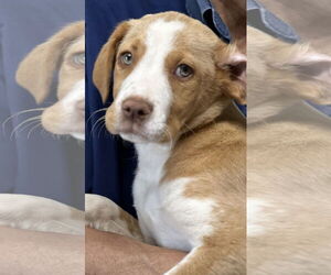 Labrador Retriever-Unknown Mix Dogs for adoption in Wakefield, RI, USA