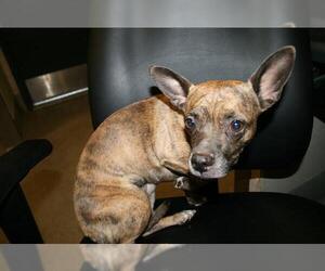 French Bullhuahua Dogs for adoption in Modesto, CA, USA