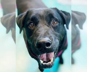 Labrador Retriever Dogs for adoption in Guthrie, OK, USA