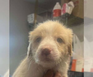 Labrador Retriever-Unknown Mix Dogs for adoption in Bolivar, MO, USA