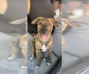 Mutt Dogs for adoption in Royal Palm Beach, FL, USA
